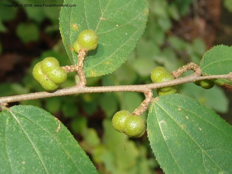 Grewia bicolor--So. Africa. Lowveld Nat. Bot. Gard. 14 Mch 05. 148.jpg