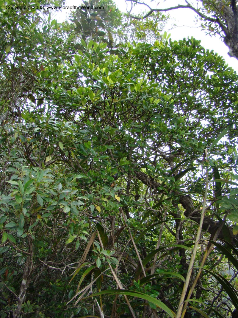 Schefflera gordonii, PLowry6902--New Caledonia. Monts Dzumac. 20 Nov 07. 146.jpg
