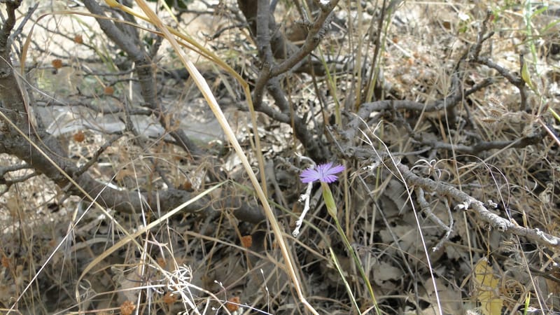 Dianthus strictus, A. G. Miller coll.--Iraq. Kurdistan. Shakh-i Pira Magun. 10 June 2010. 240 (3).jpg