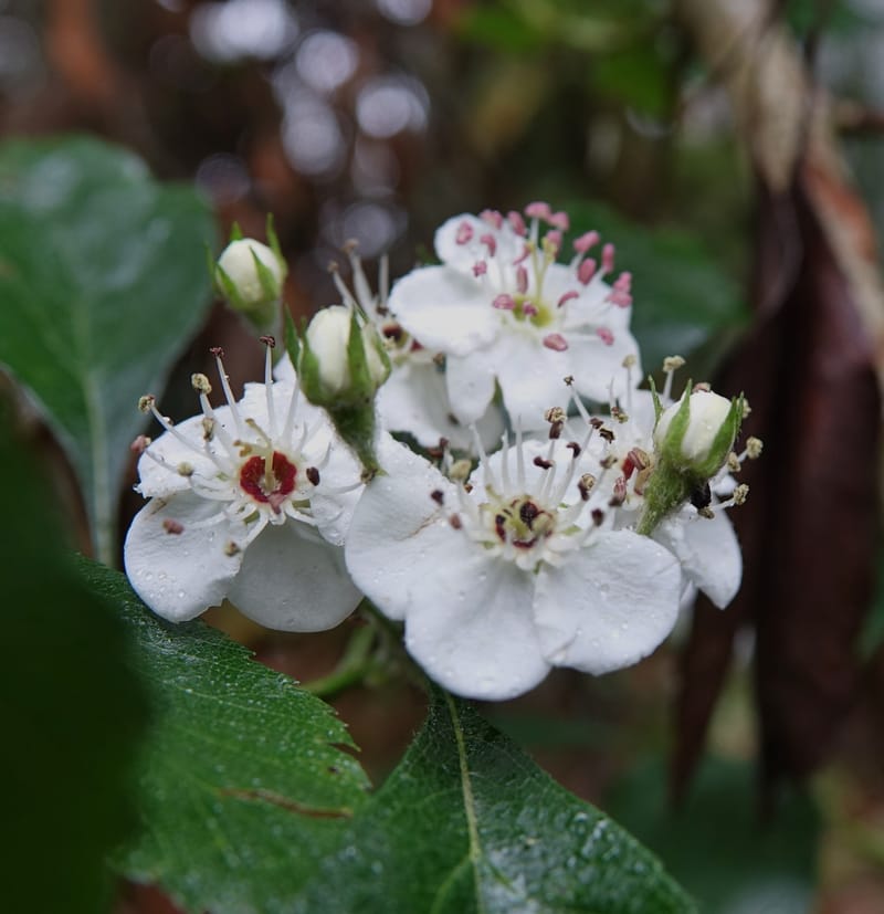Crataegus mexicana, Gomez-Dominguez, H 3764--Mexico. Chiapas. Las Ollas between San Cristobal and Tenejapa. 16 Mar 2017. (24).JPG