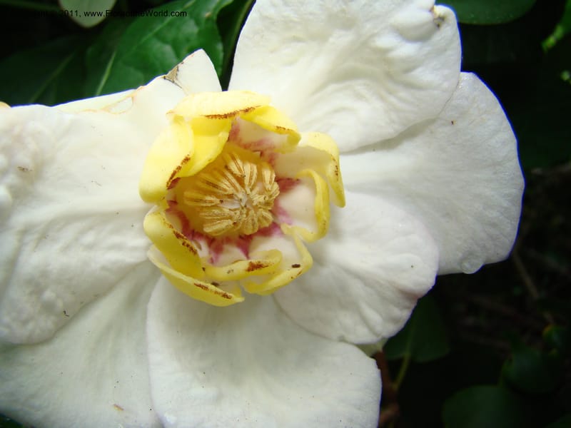 Sinocalycanthus chinensis--Canada. BC. Univ. BC Bot. Garden. 27 Jul 08. 242.jpg