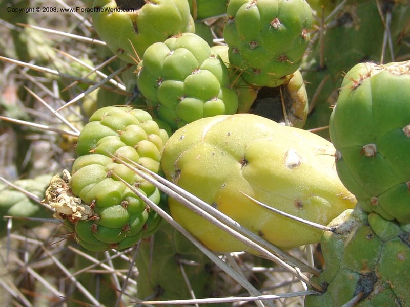 Opuntia subulata--Bolivia. La Paz. Jardin Botanico La Paz. 3 Dec 04. 127.jpg