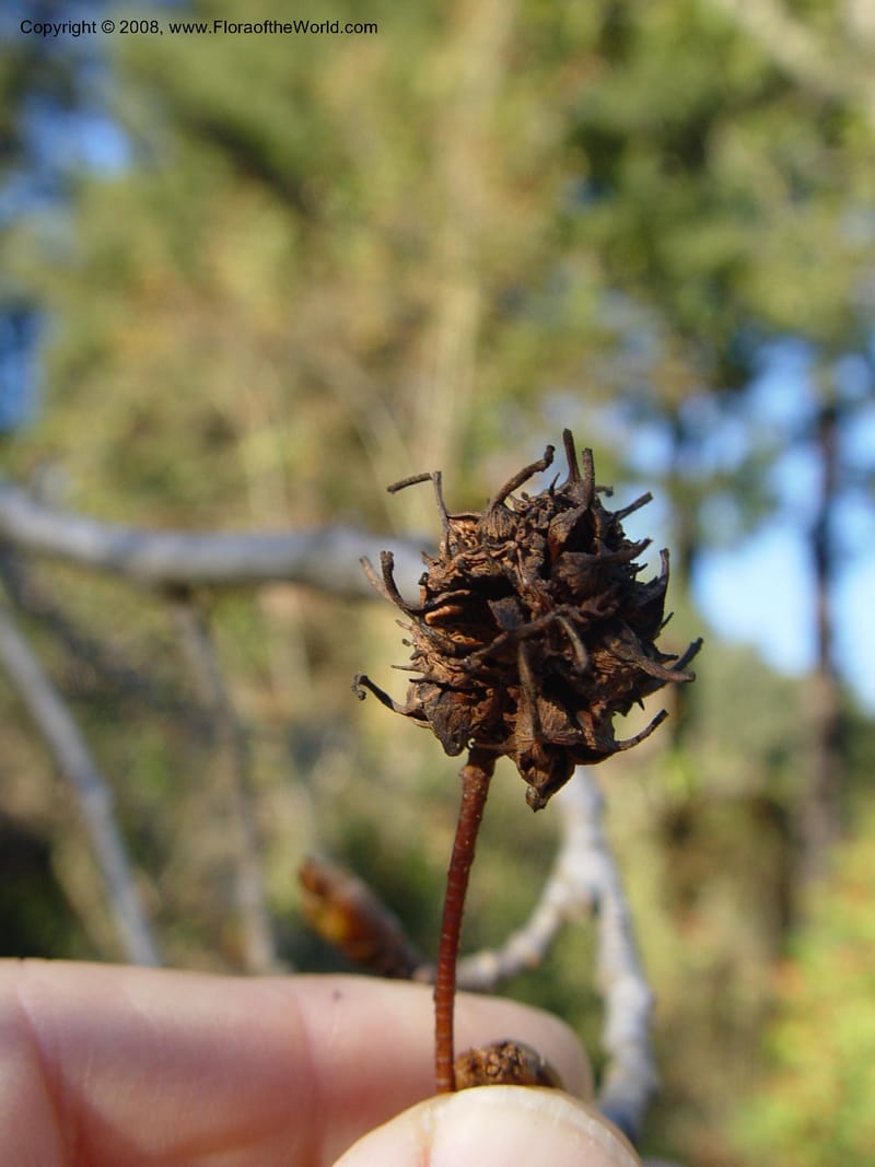 Liquidambar acalycina, 80.1031--CA. UC Berkeley Bot. Gard. 10 Feb 04. 175.jpg