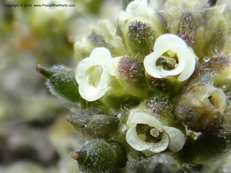 Draba, Ulloa, C 2414--Ecuador. Pichincha. Nevado Cayambe. 6 Oct 2012. DSC07236 (120).JPG