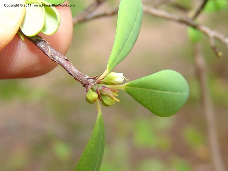 Erythroxylum, ROR1534--Madag. Prov. Antsir. Sahafary, Andranomadiro. 7 Nov 06. 473.jpg