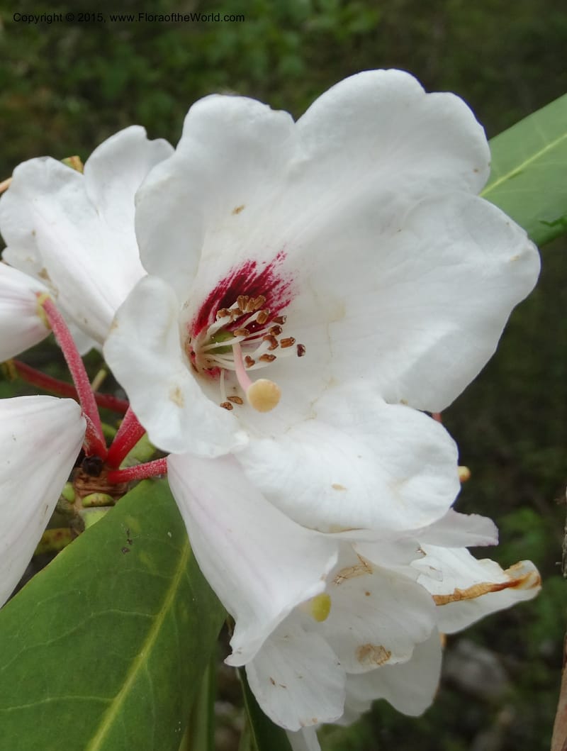 Rhododendron, Boufford, D 43641--China. Sichuan. XiaYingShan to XiangZhai. 10 May 2014. DSC05109 (243).JPG