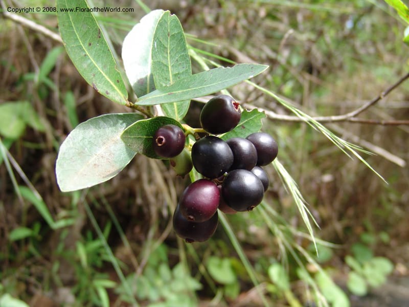 Syzygium cf gerrardii--So.Africa. E. Cape. Umtamvuna Nat. Res. 11 Mch 05. 484.jpg