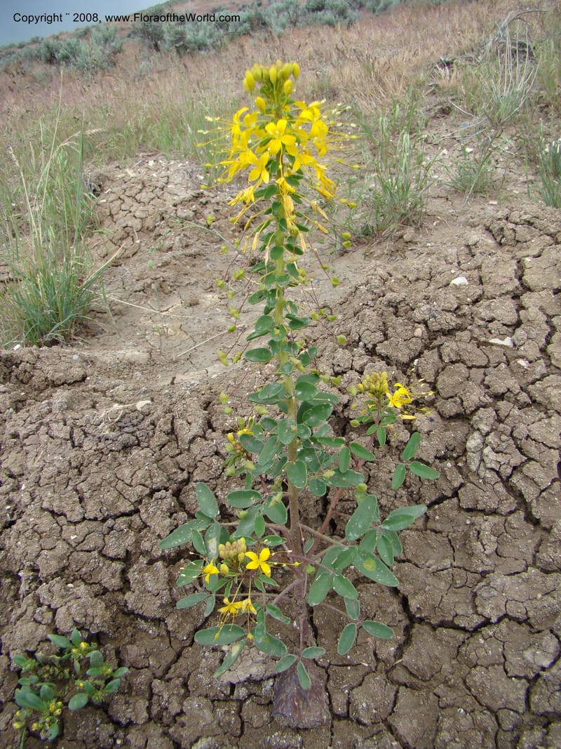 OR. Malheur Co. Leslie Gulch. 1 Jun 08. 010.jpg