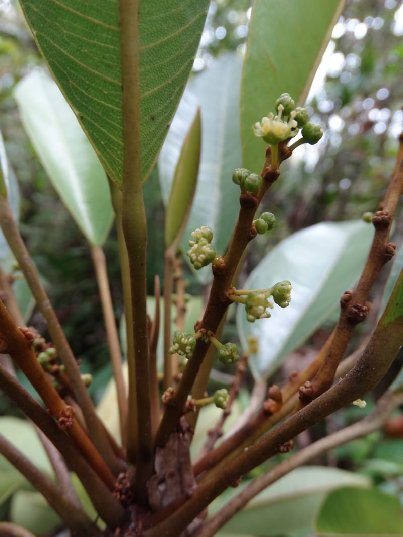 Amaroria soulameoides, Plunkett, G 3187--Fiji. Waisali Rainf. Reserve. 4 Nov 2015. DSC08848 (256).JPG