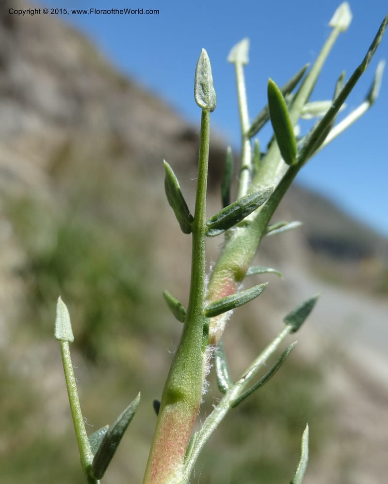 Tetraglochin alatum, Davidson, C 12788--Chile. Ruta 115, to Laguna del Maule. 24 Nov 2014. DSC07486 (306).JPG
