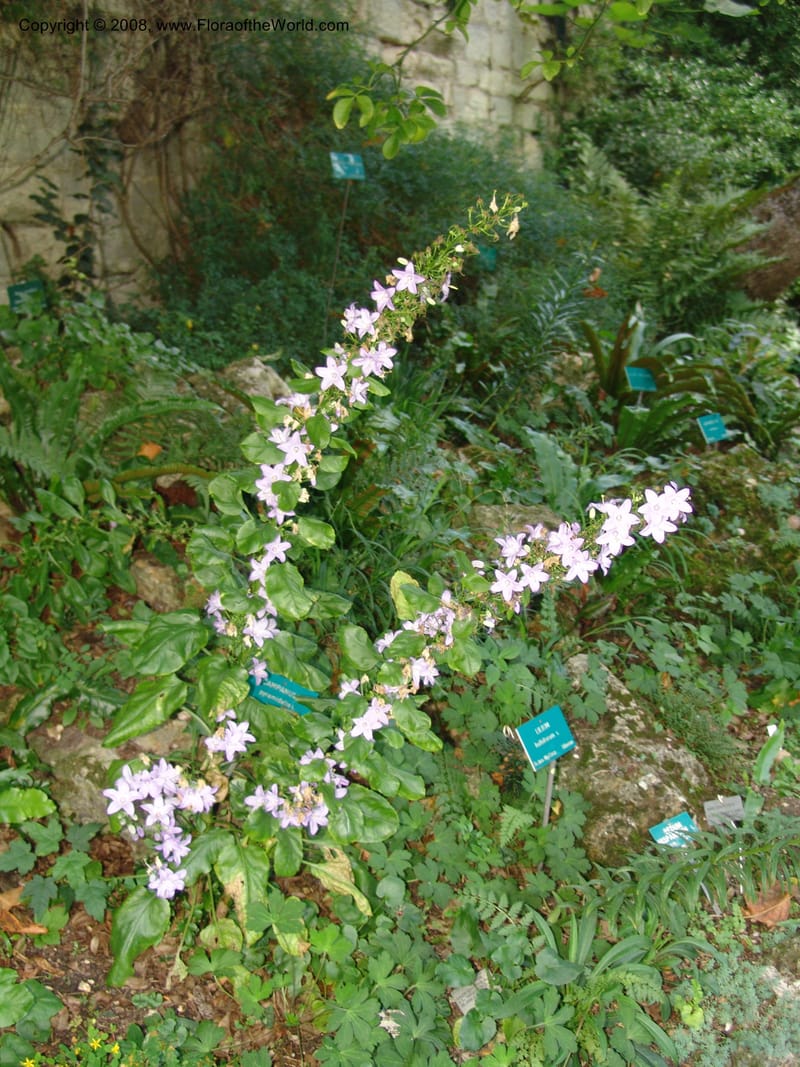 Campanula pyramidalis--France. Paris. Jardin des Plantes. 4 Sep 07. 152.jpg