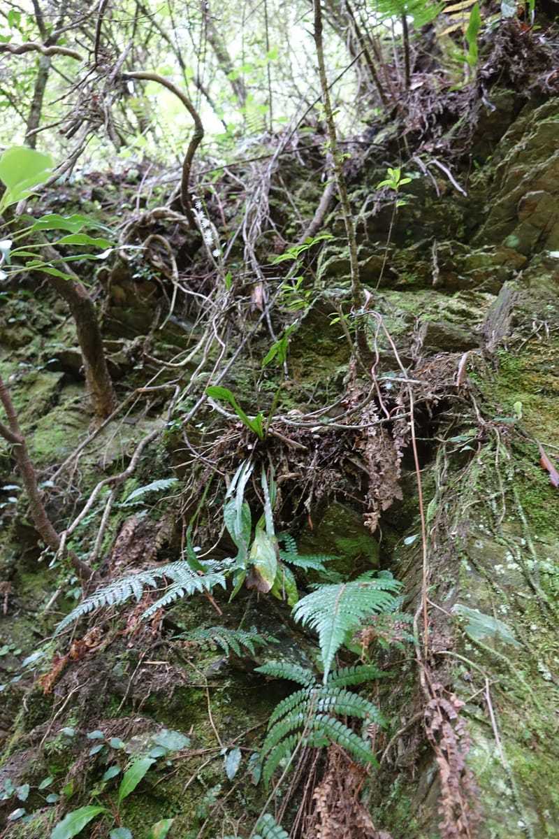 Ainsliaea latifolia, Tseng Yu-Hsin 1331--Taiwan. Taroko Nat. Park. Mt. Bilu Trail. 21 May 2016.  (168).JPG