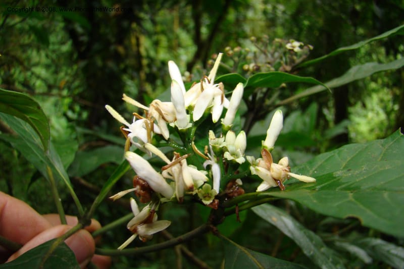 Pavetta hymenophylla, WKindeketa2985--Tanz. Rungwe Distr. Rungwe For. Res. 24 Jan 08. 183.jpg