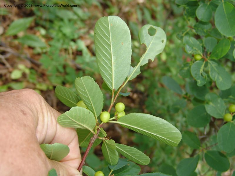 Rhamnus rubra, CDavidson11057--CA. Shasta Co. Lake Shasta. Waters Gulch Trail. 5 Jun 07. 098.jpg