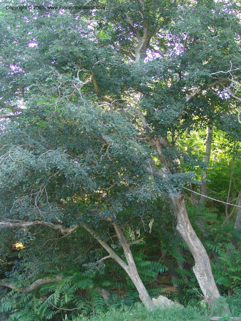 Celtis caucasica--Georgia. Gareji Monastery complex, Gareji Steppe. 9  Jun 05. 346.jpg