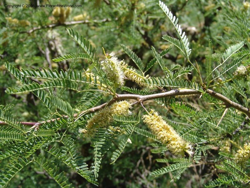 Prosopis flexuosa cf--Bolivia. La Paz. Send. Aguila. 4 Dec 04. 117.jpg