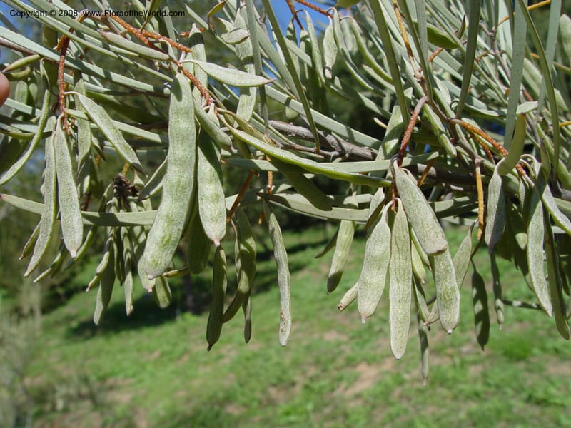 Acacia brachystachya, 1999.01639--Spain. Barcelona Botanic Garden. 21 Apr 04. 052.jpg