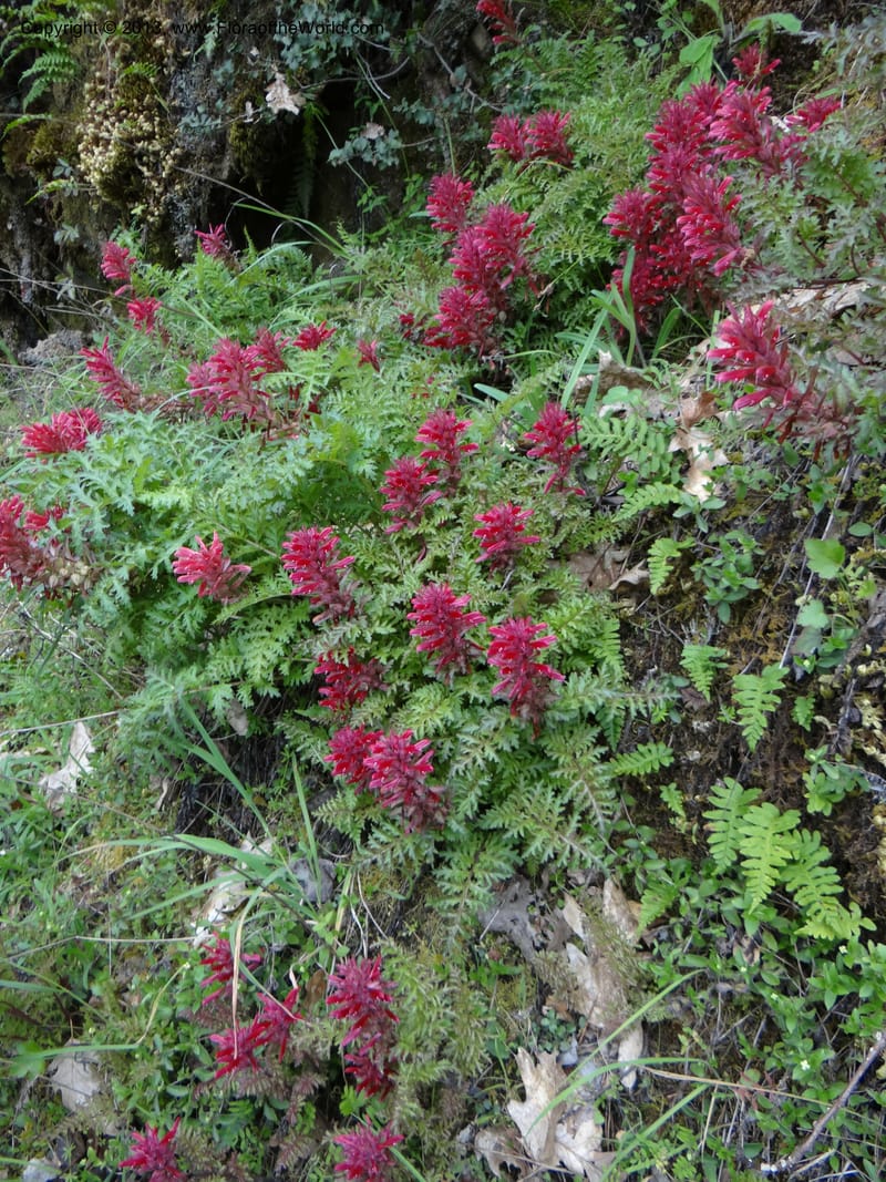 Pedicularis densiflora, Davidson, C 12118--Calif. Trinity Co. Hwy 299. 15 Apr 2013. DSC02982 (4).JPG