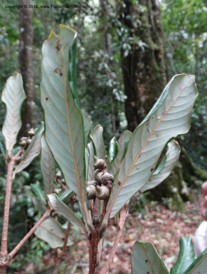 Lithocarpus, Davidson, C 12741--Sabah. Mt. Kinabalu. Bundu Tuhan Trail. 11 Oct 2014. DSC04153 (152).JPG