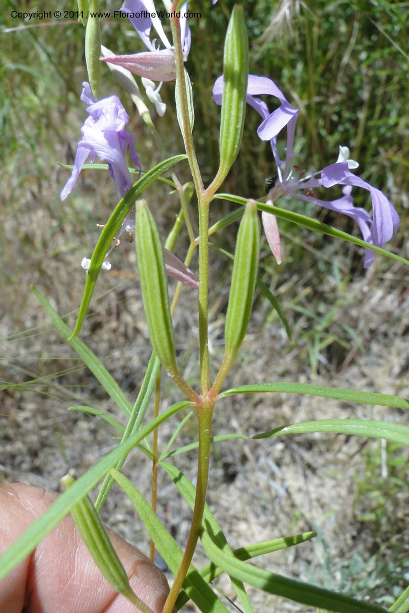 Clarkia pulchella, C. Davidson 11854--Oregon. Malheur Co. Leslie Gulch. 30 June 2011. 249 (12).jpg