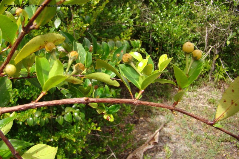 Psorospermum lanceolatum, Razafindraibe 191--Madagascar. Prov. Fianarantsoa. RN 12. 14 Jan 09. 043 (9).jpg