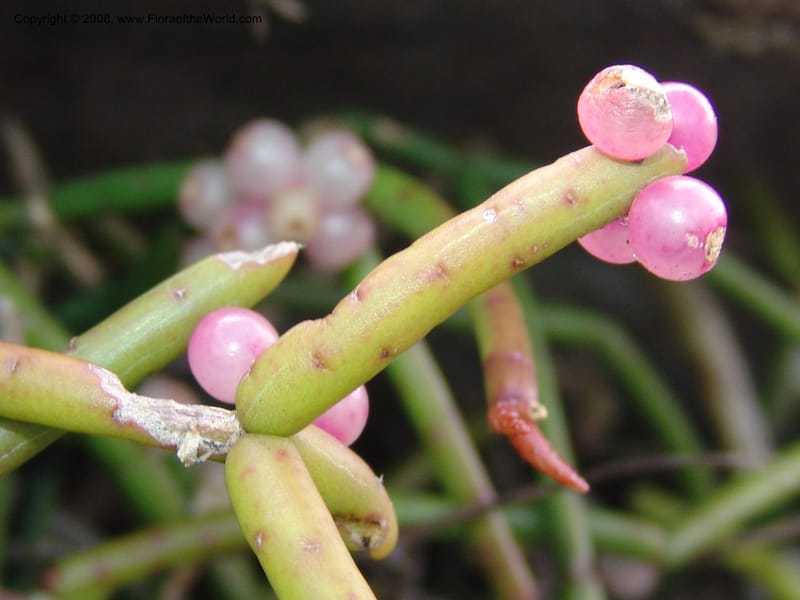 Rhipsalis baccifera--So.Africa. E. Cape. Umtamvuna Nat. Res. 11 Mch 05. 068.jpg