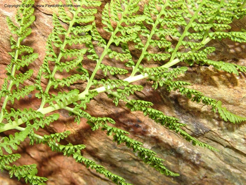 Athyrium alpestre v. americanum, CDavidson11134--Idaho Co. Hell's Can. Nat. Rec. Area. Heaven's Gate. 20 Jul 07. 129.jpg