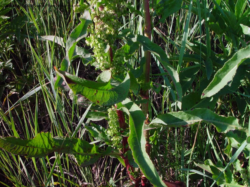 Rumex crispus--Italy. Tuscany. Bettolle, near Hotel Forum. 14 May 02. 020.jpg