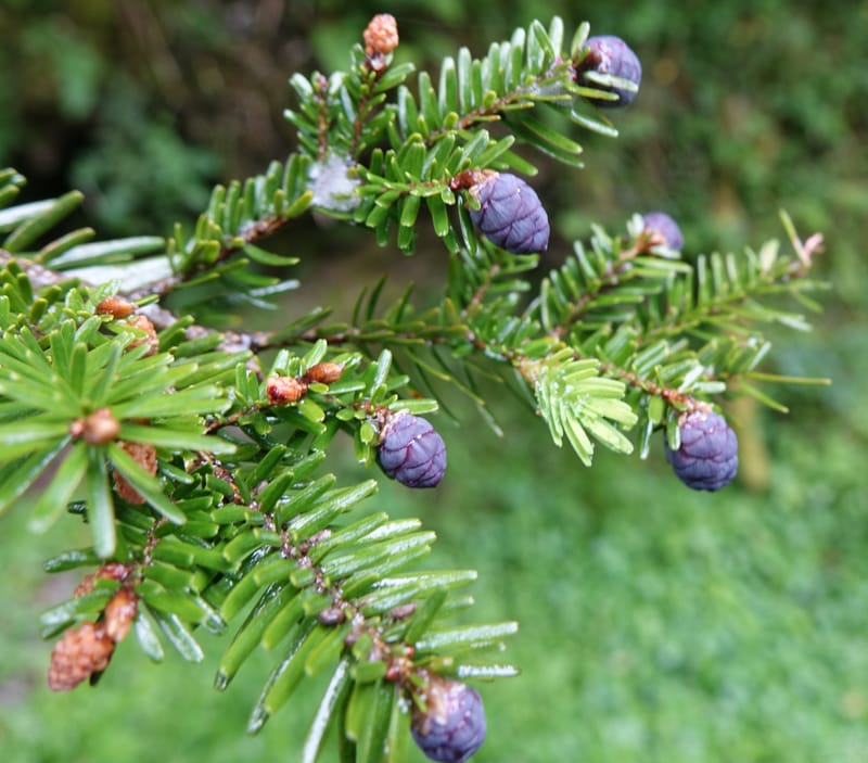 Tsuga chinensis, Tseng Yu-Hsin 1332--Taiwan. Taroko Nat. Park. Mt. Bilu Trail. 21 May 2016.  (209).JPG