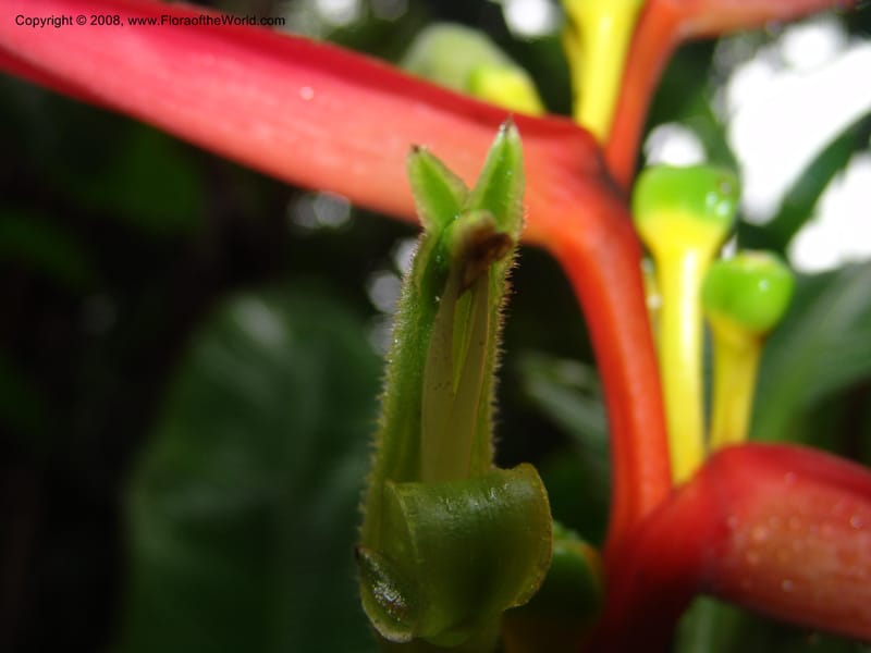 Heliconia aemygdiana v. transandina, Croat94411--Ecuador. Prov. Pichincha. Res. Guaycuyacu. 11 Feb 05.  008.jpg