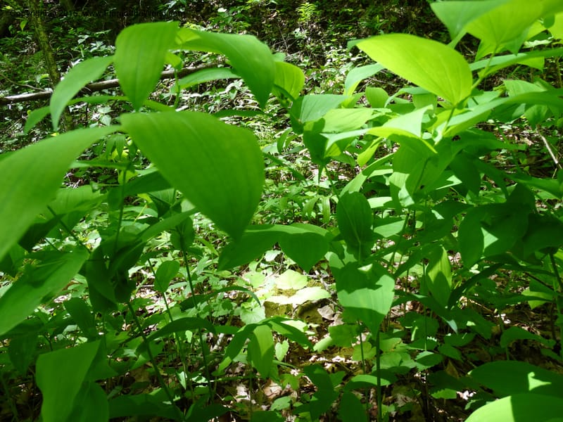 Uvularia grandiflora, Davidson, C 12986--North Carolina. Clay Co. Perry Gap Rd, Barnard's Cr. 13 May 2015. DSC04860 (140).JPG