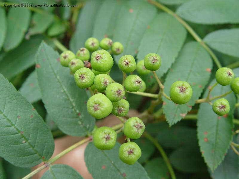 Sorbus scopulina, 328-86-B--MA. Arnold Arboretum. 30 June 03. 001.jpg