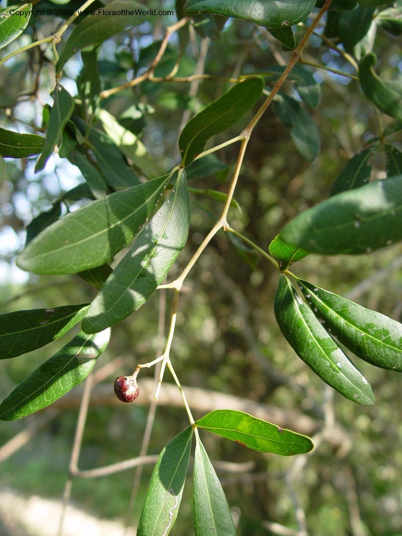 Rhoicissus digitata--So. Africa. KwaZuluNatal. Lake Sibaya Lodge. 1 Oct. 03. 037.jpg