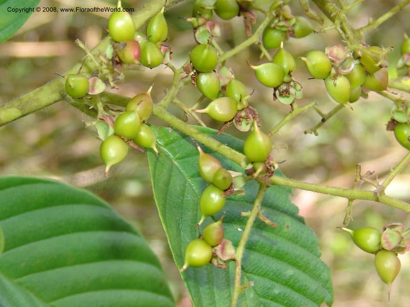 Tetracera, MLeal1145--Gabon. Prov. Ogooue-Iv. Res. Lope. Sommet Main. 19 Apr 06. 272.jpg