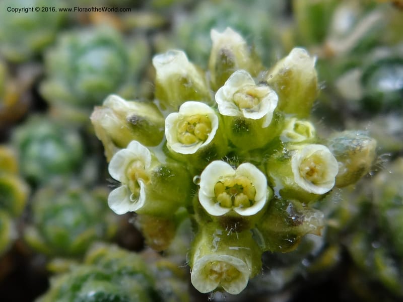 Draba, Ulloa, C 2414--Ecuador. Pichincha. Nevado Cayambe. 6 Oct 2012. DSC07236 (131).JPG