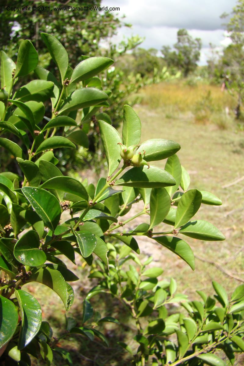 Buxus madagascarica, Razafindraibe 200--Madagascar. Prov. Fianarantsoa. RN 12. 14 Jan 09. 104 (1).jpg