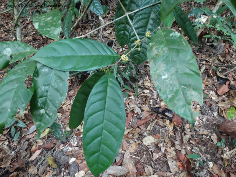 Chionanthus, Davidson, C 12886--Sabah. Sapa Paya For. Res. 23 Mar 2015. DSC00001 (96).JPG