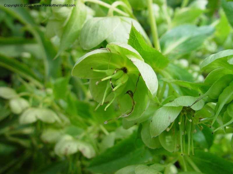 Helleborus lividus ssp. corsicus. 87.0732--Ca. UC Berkeley Bot. Gard. 11 Feb 03. 072.jpg