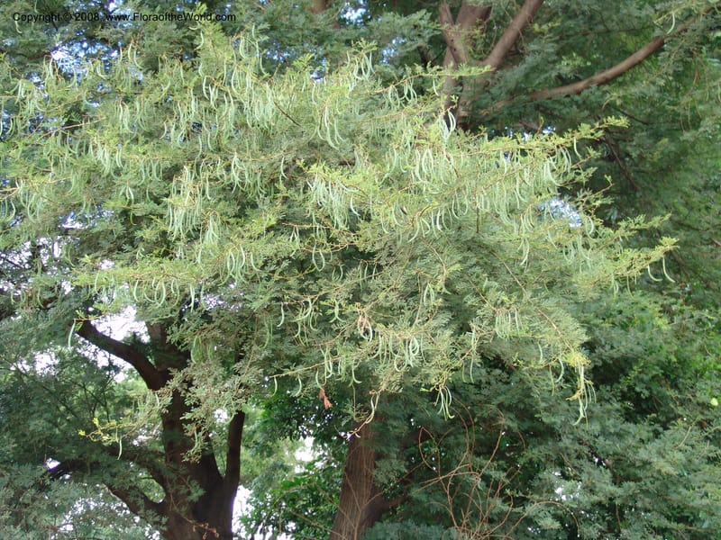 Acacia --Tanzania. Hwy B1, 1 km S of jct twd Tanga. 28 Jun 04. 001.jpg