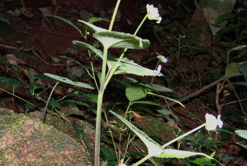 Epithema, VC 5609--Thailand. Surat Thani Prov. Khlong Phanom Nat. Park. 15 Nov 2012. (44).JPG
