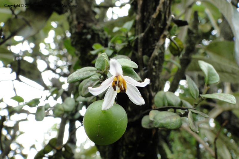 Solanum, Ulloa 1967--Ecuador. Pichincha. Old rd to Papallacta. 31 May 2011. 091 (2).jpg