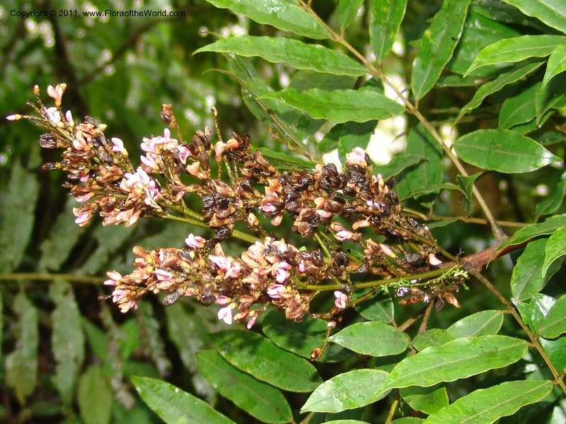 Andira, RVasquez31584--Peru. Prov.  Oxa. Estac. Paujil. Camino  Pozo Tigre. 17 Oct 06. 293.jpg