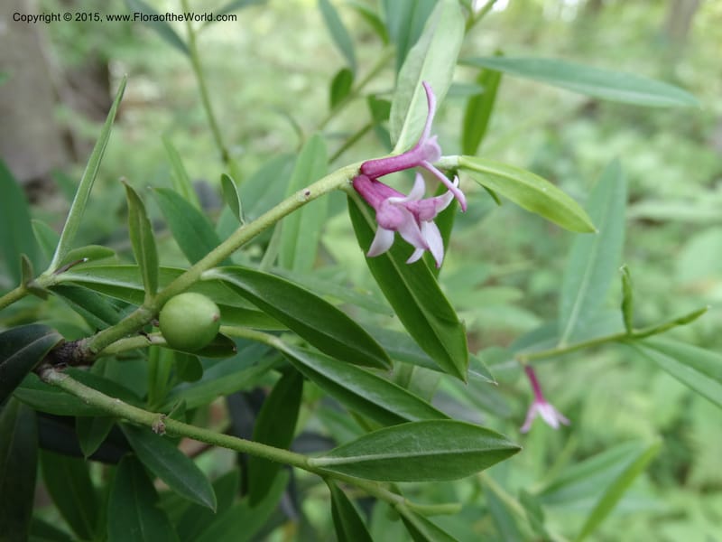 Daphne, Boufford, D 43593--China. Sichuan. Tudiling Tunnel. 6 May 2014. DSC03860 (74).JPG