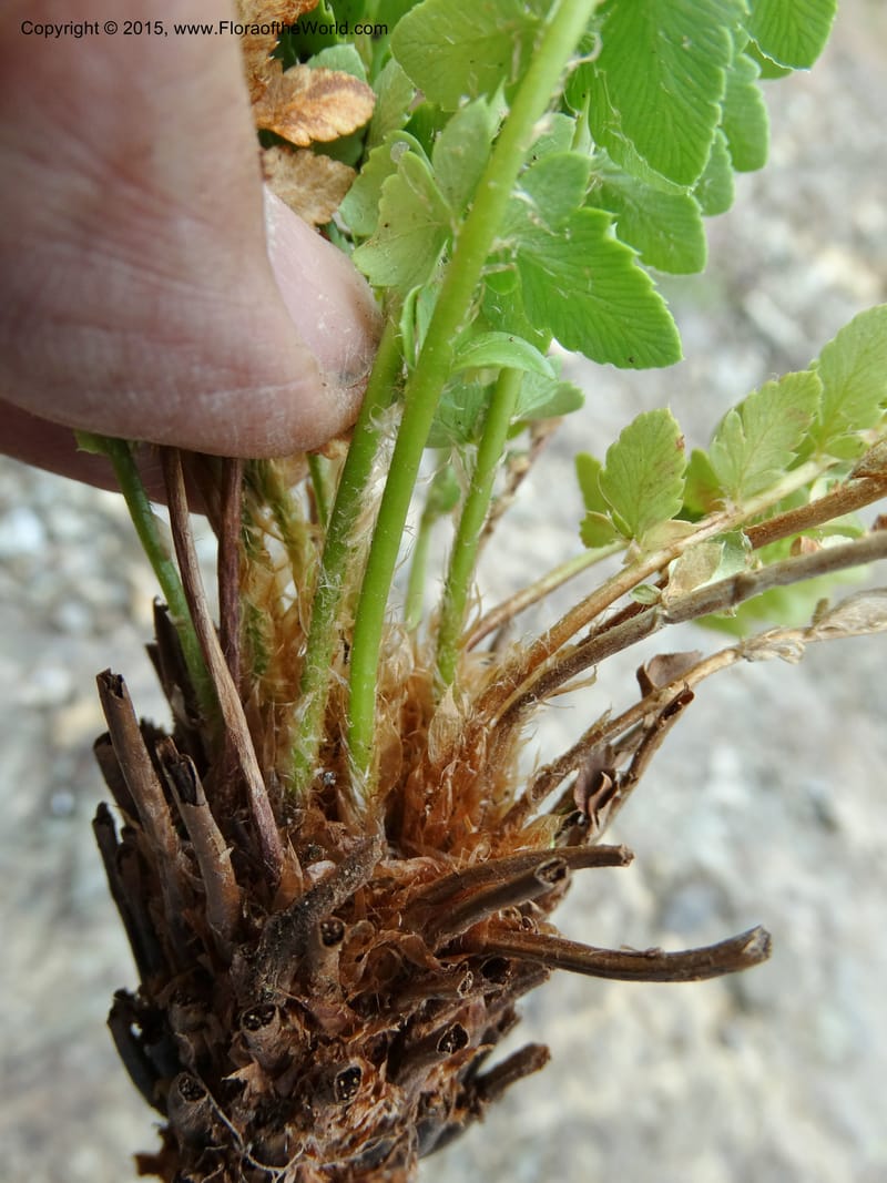 Polystichum scopulinum, Davidson, C 12631--ID. Idaho Co. Seven Devils Campground. 11 Aug 2014. DSC00412 (56).JPG