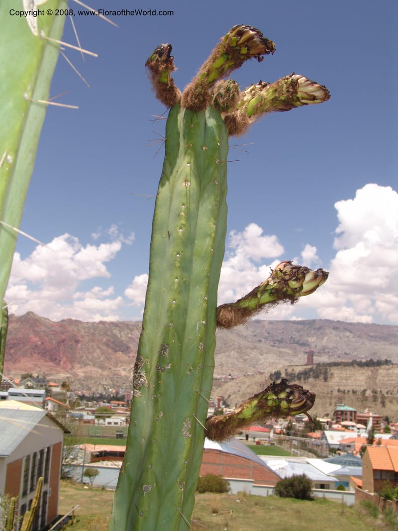 Trichocereus bridgesii--Bolivia. La Paz. Jardin Botanico La Paz. 3 Dec 04. 115.jpg