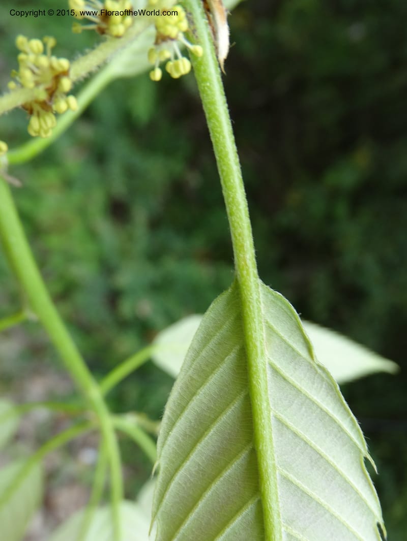 Quercus, Boufford, D 43691--China. Sichuan. LongDongZhen on Rd. to LeiYuan Shan. 13 May 2014. DSC05860 (132).JPG