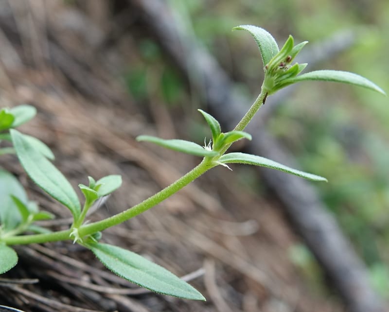 Kelloggia chinensis, D. Boufford 44006--China. Sichuan. Xiangcheng Xian. 13 Aug 2017. DSC05341 (37).JPG