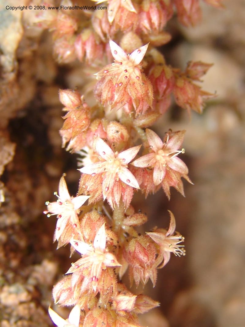 Sedum creticum v. monocarpicum--Crete. Imbros Gorge. 29 May 05. 022.jpg
