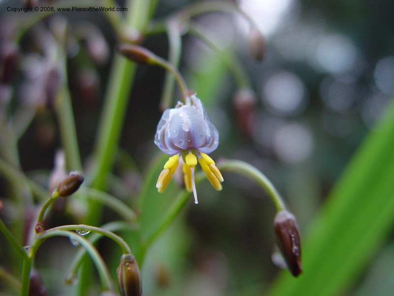 Dianella tasmanica--CA. UCLA. Mathias Bot. Garden. 13 Feb 03. 008.jpg