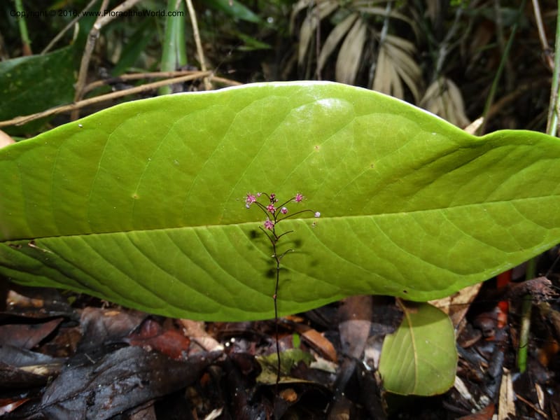 Sciaphila, Davidson, C 12754--Sabah. Hampuan FR. 13 Oct 2014. DSC04689 (90).JPG